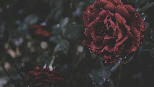Collection of relics—skull, rose, chalice, candle, and snake motif—arranged in a moody altar scene to highlight coven symbolism.